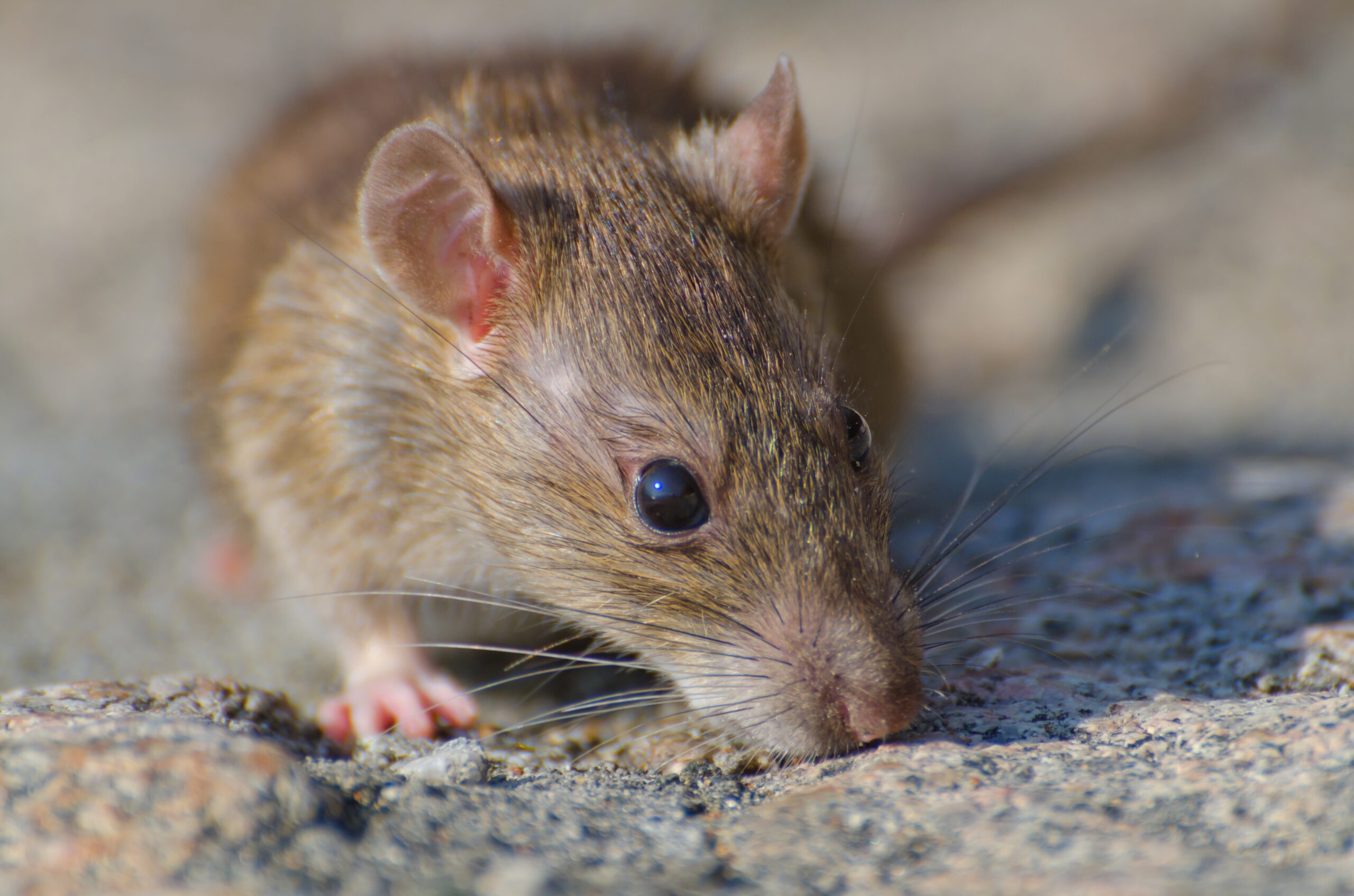 Hantavirus